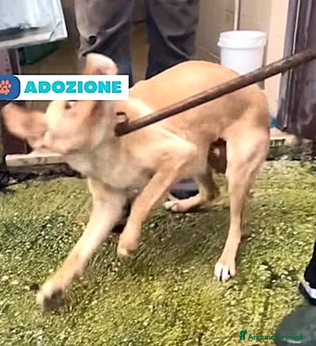 Meticcio cani in regalo: ADIZ.DEL💔:il figlio è stato adottato: lei canile! - Annuncio 1