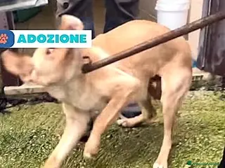 Meticcio cani ADIZ.DEL💔:il figlio è stato adottato: lei canile! - Annuncio 1