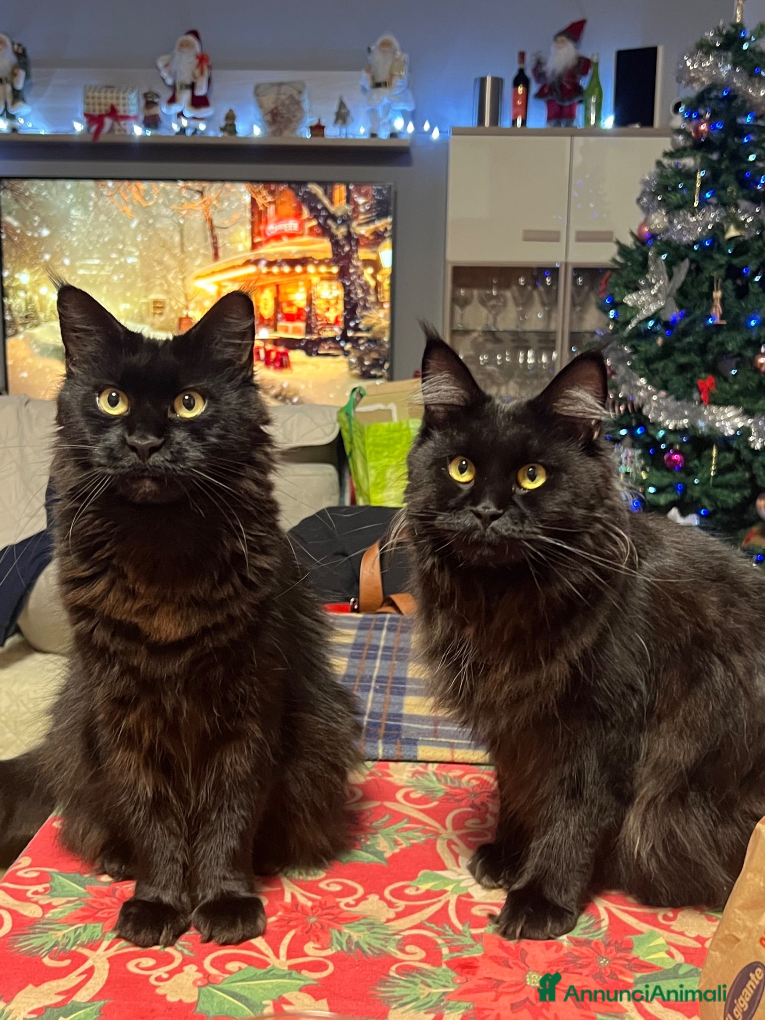 Maine Coon gatti Cuccioli maine coon con pedigree - Annuncio 1