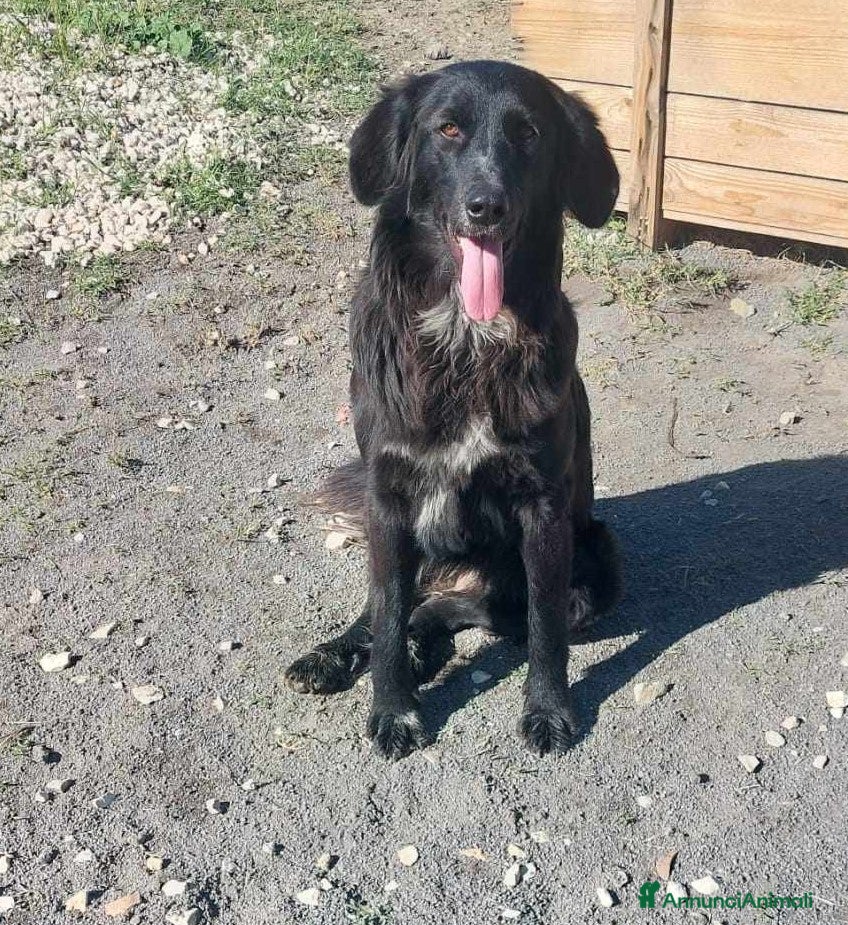 Meticcio cani DOLCISSIMA POLI IN REGALO a Città metropolitana di Catania - Annuncio 29