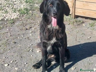 Meticcio cani DOLCISSIMA POLI IN REGALO a Città metropolitana di Catania - Annuncio 23