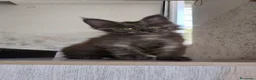 Maine Coon gatti in vendita: Maine Coon Blue Smoke femmina  - Annuncio 11