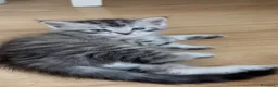 Siberiano gatti in vendita: SIBERIANO GATTINO IPOALLERGENICO  - Annuncio 4