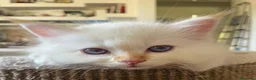 Sacro di Birmania gatti in vendita: CUCCIOLI SACRO BIRMANIA BOLOGNA - Annuncio 4