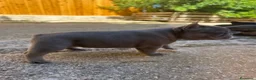 Bulldog Francese cani in vendita: bulldog francese  - Annuncio 9
