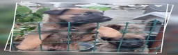 Pastore Belga cani in vendita: Allevamento Pastore Belga Malinois in Calabria.  a Provincia di Cosenza - Annuncio 4