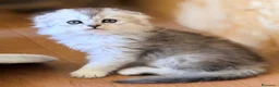 Scottish gatti in vendita: Scottish fold Longhair  a Provincia di Latina - Annuncio 3