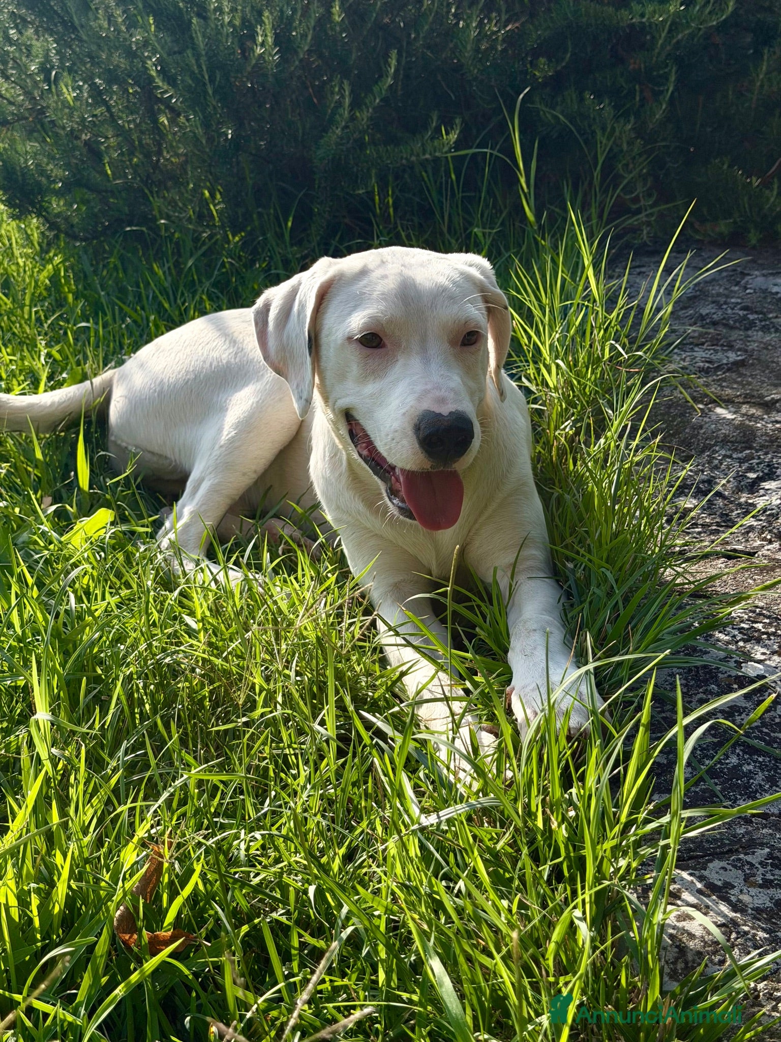 Meticcio cani Alice - Annuncio 33