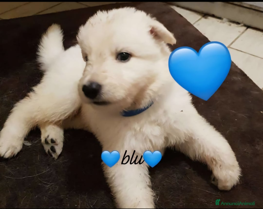 Pastore Svizzero cani in vendita: Cuccioli pastore svizzero bianco  a Province of Brescia - Immagine 4