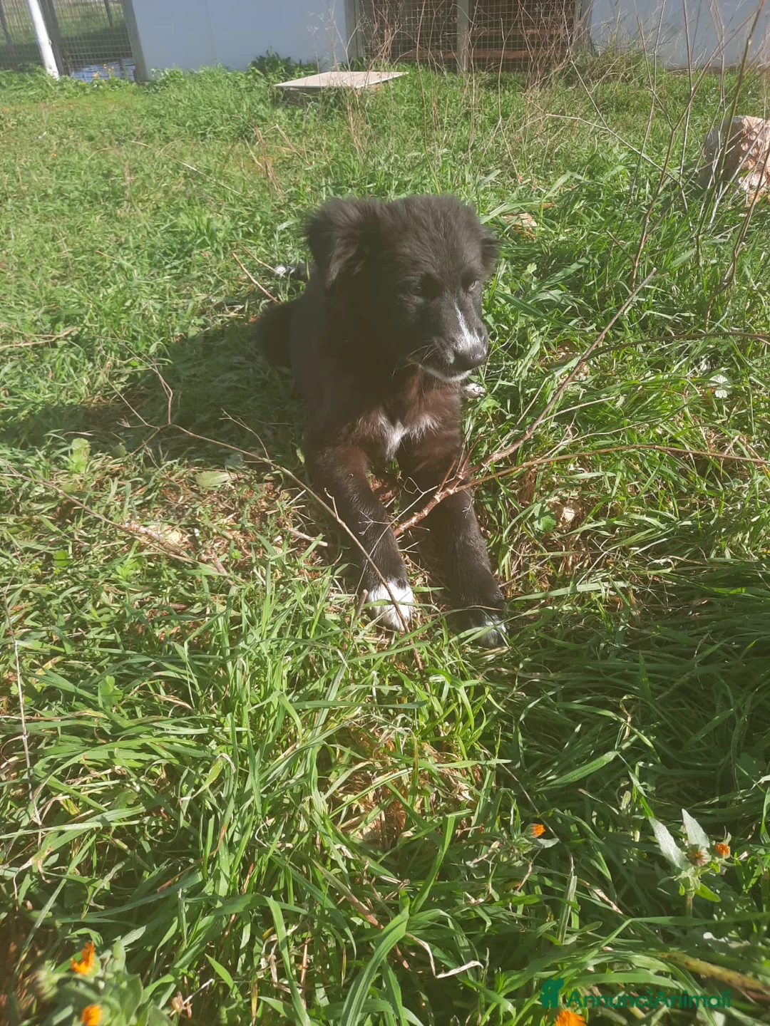 Meticcio cani in regalo: 4 cuccioli in cerca di casa  - Annuncio 3