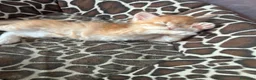 Siberiano gatti in vendita: Cuccioli Siberiano - Annuncio 21