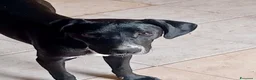 Meticcio cani in regalo: Rapunzel a Città Metropolitana di Genova - Annuncio 5