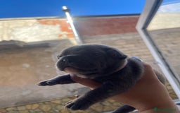 Bulldog Francese cani in vendita: Bulldog francese  - Immagine 1