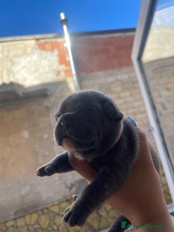 Bulldog Francese cani - Annuncio 8