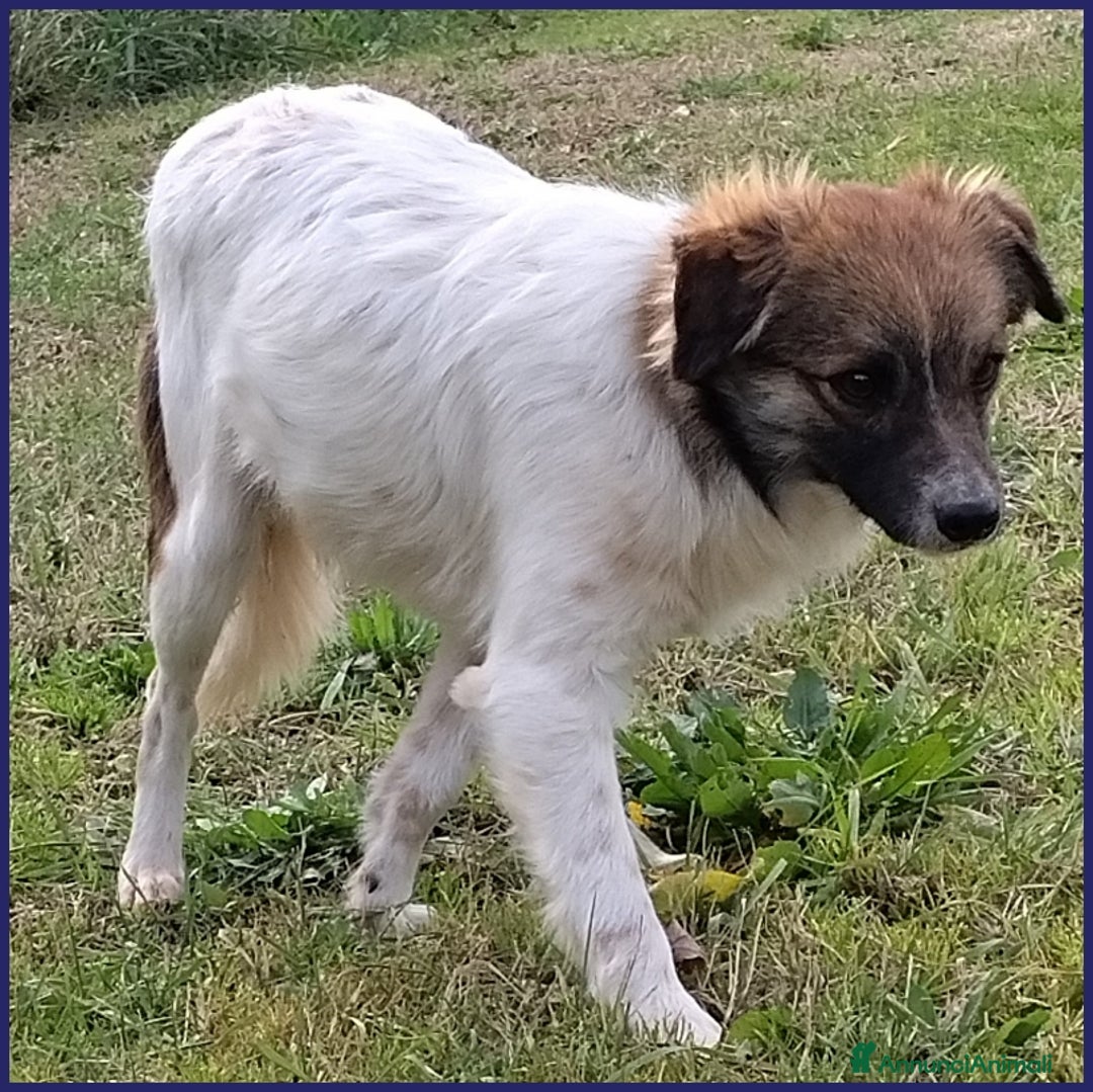 Meticcio cani in regalo: METZCAL CUCCIOLONE 9 MESI TG PICCOLA CERCA FAMIGLI a Città metropolitana di Milano - Annuncio 4