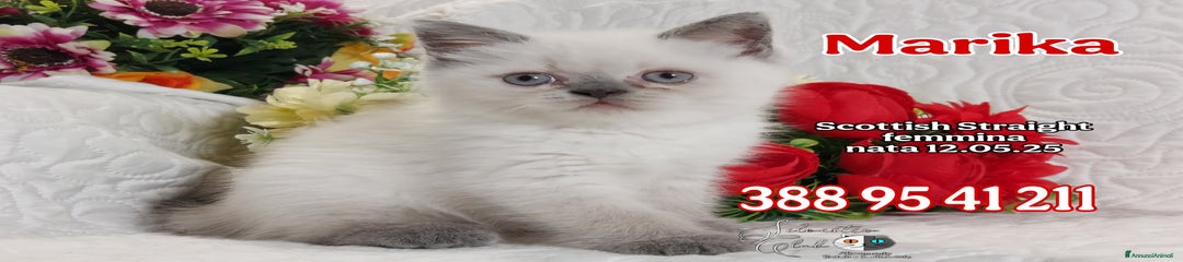 Scottish Gattino 2