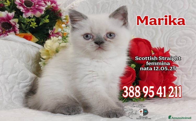 Scottish gatti a Provincia di Pavia - Annuncio 1