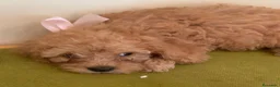 Barboncino Toy cani in vendita: vendita cucciole di barboncino toy  a Città Metropolitana di Napoli - Annuncio 9