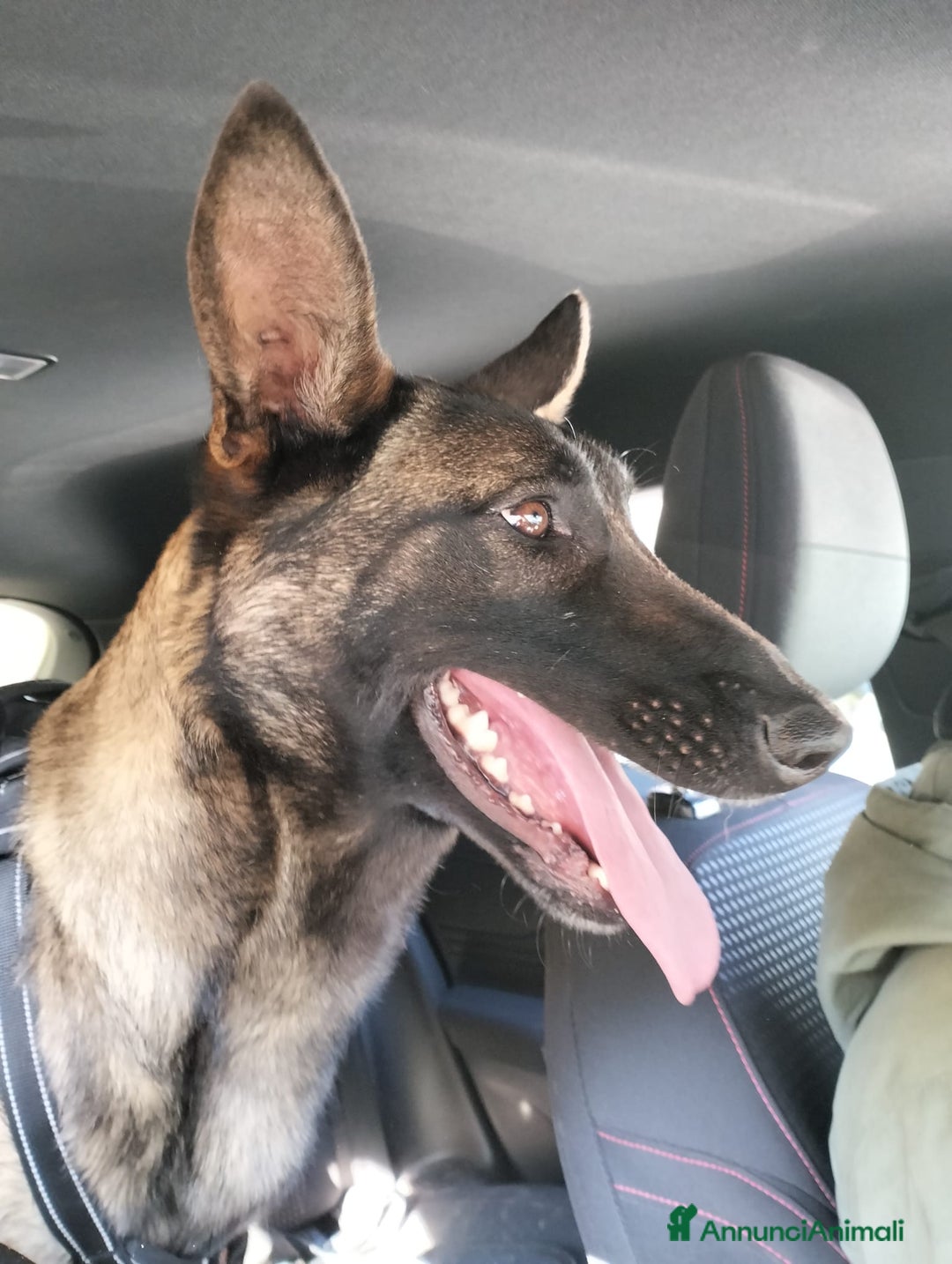 Pastore Belga cani in vendita: Cuccioli pastore belga Malinois con Pedigree ENCI - Annuncio 11
