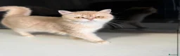 British gatti in vendita: Femmina lilac Golden  - Annuncio 2