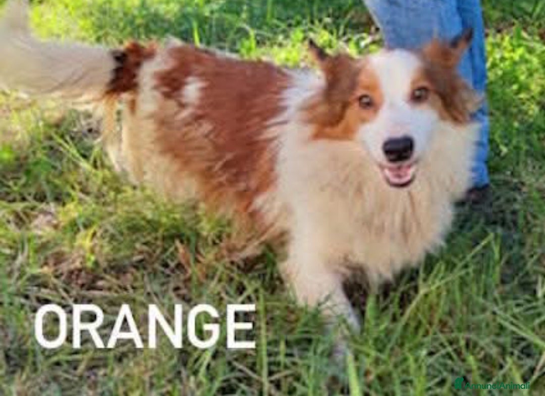 Altre razze cani Cagnolini taglia piccola  - Annuncio 9