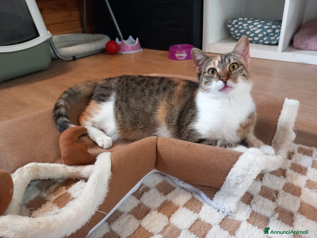 Europeo gatti in regalo: Gatta tricolore da adottare, KARINA ! - Annuncio 3