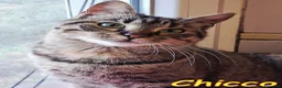 Europeo gatti in regalo: CHICCO, IL RE DELLE FUSA - Annuncio 7