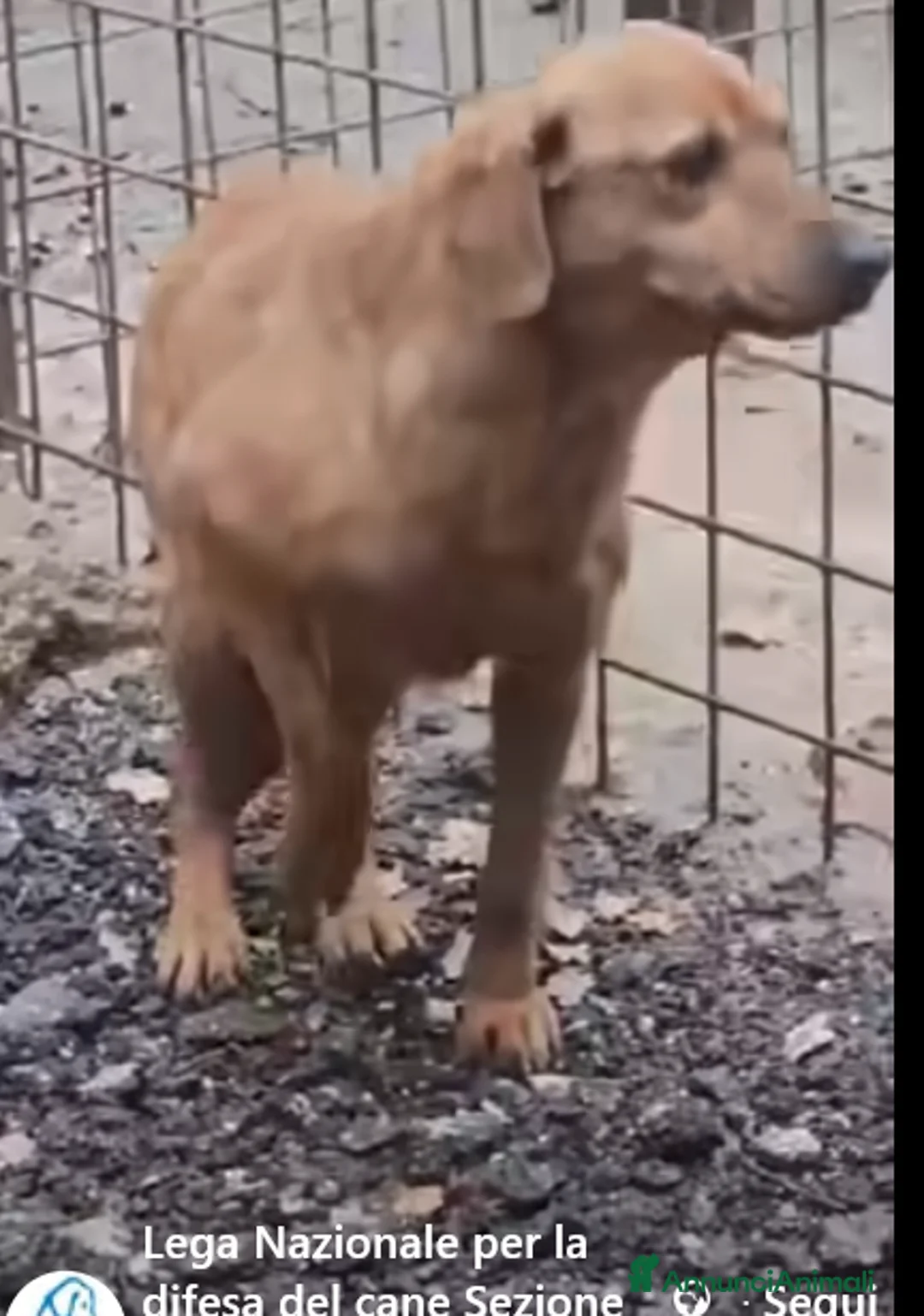 Meticcio cani in regalo: ADOZ.DEL💔:lupetto maltrattato,picchiato,frustato! - Annuncio 2