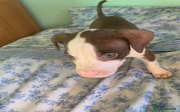 Pitbull cani in vendita: CUCCIOLI DI PITBULL a Provincia di Viterbo - Immagine 27