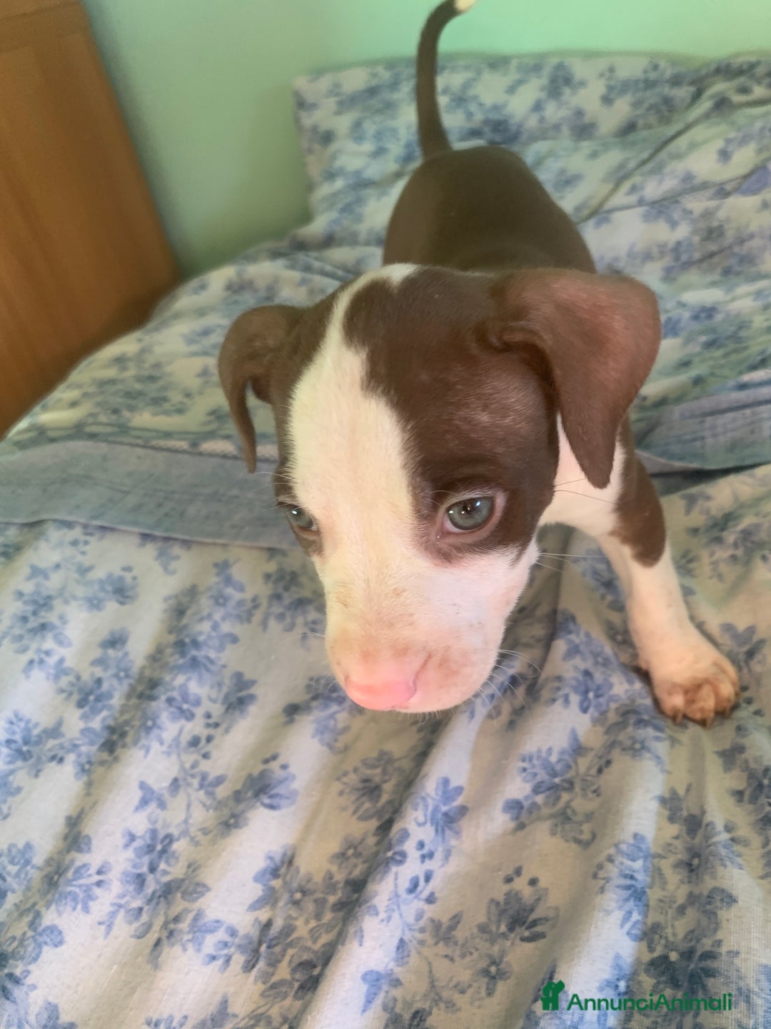 Pitbull cani in vendita: CUCCIOLI DI PITBULL a Provincia di Viterbo - Immagine 27