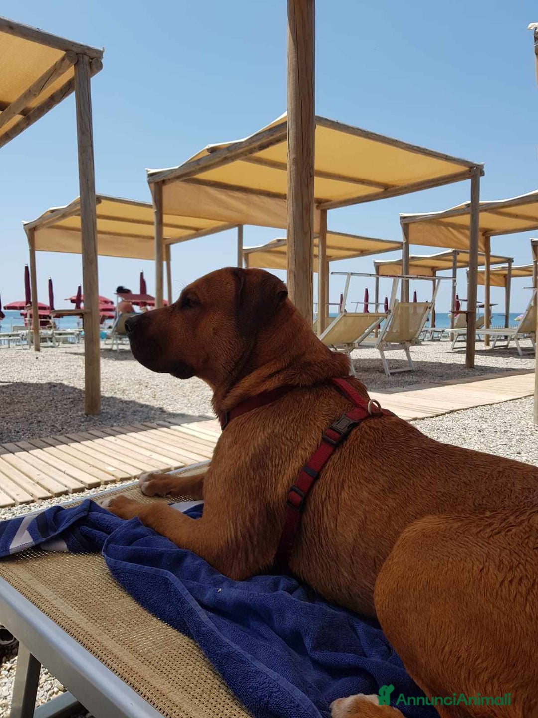 Cane Corso cani in regalo: OSCAR, simpaticissimo MOLOSSINO! - Annuncio 12