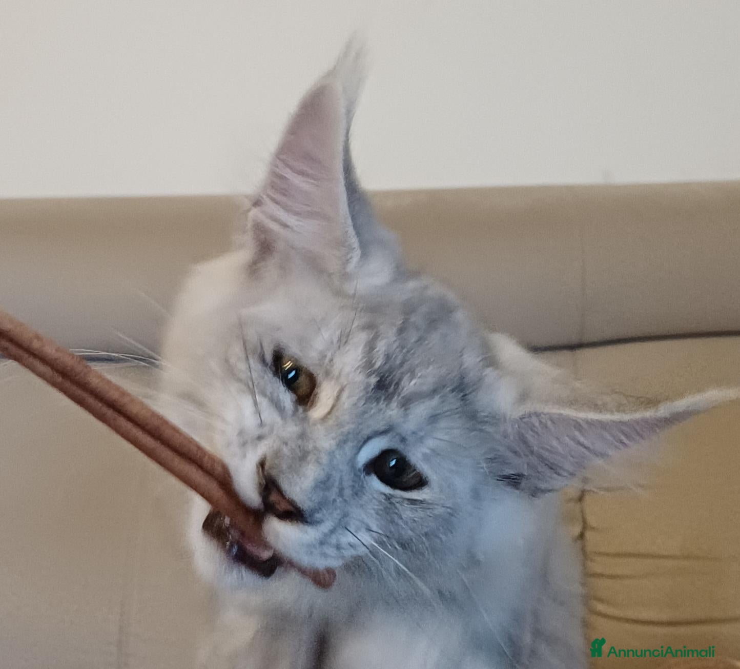 Maine Coon gatti Cucciola di Maine Coon TOP linea russa  - Annuncio 1