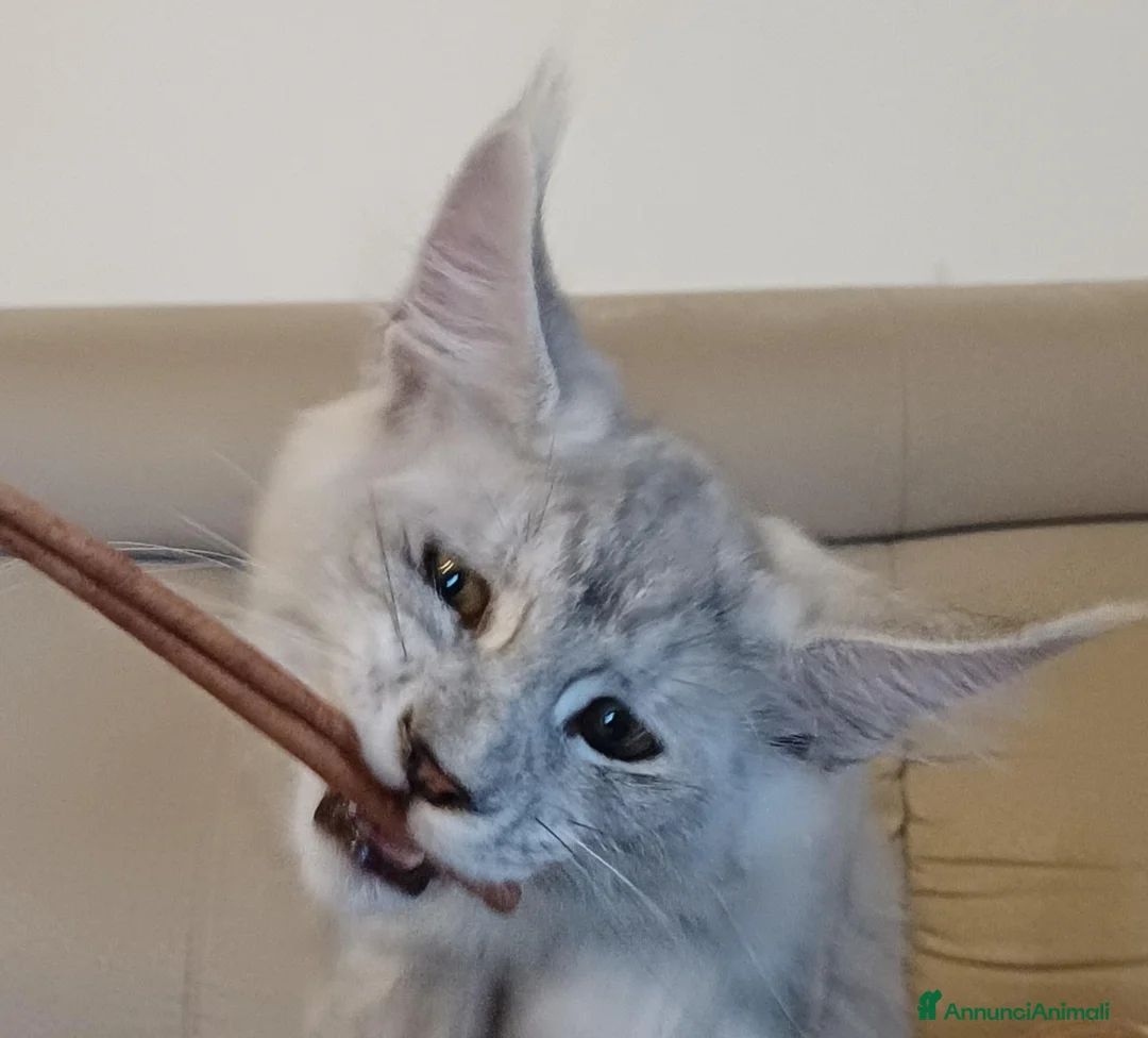 Maine Coon gatti in vendita: Cucciola di Maine Coon TOP linea russa  a Provincia di Perugia - Annuncio 1