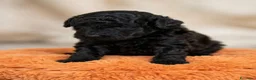 Barboncino Toy cani in vendita: Barboncino toy  - Annuncio 1
