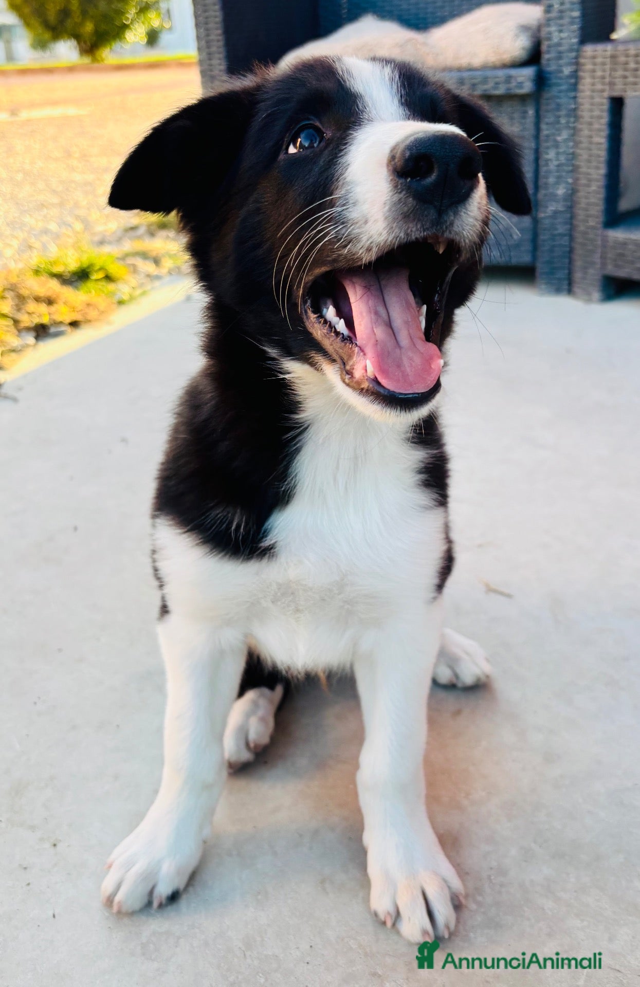 Border Collie cani Cuccioli di Border Collie - Annuncio 4