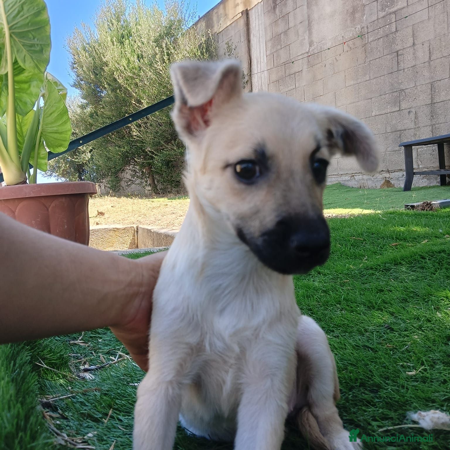 Meticcio cani in regalo: Milù  - Annuncio 1