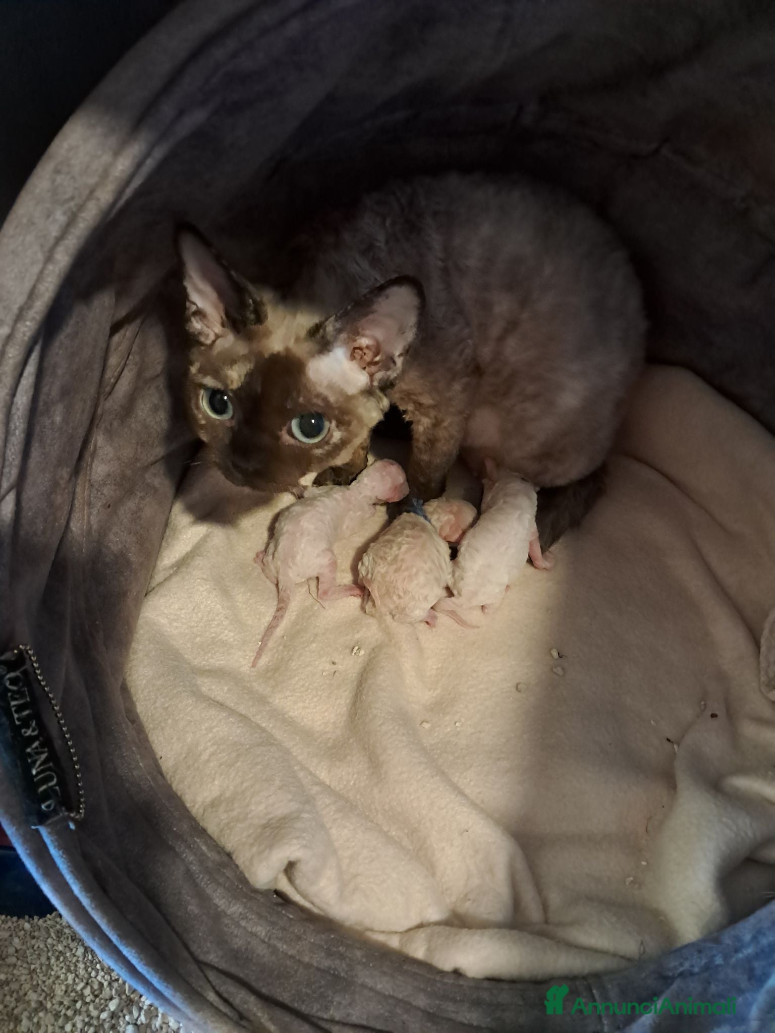 Devon Rex gatti Devon rex red point  - Annuncio 3