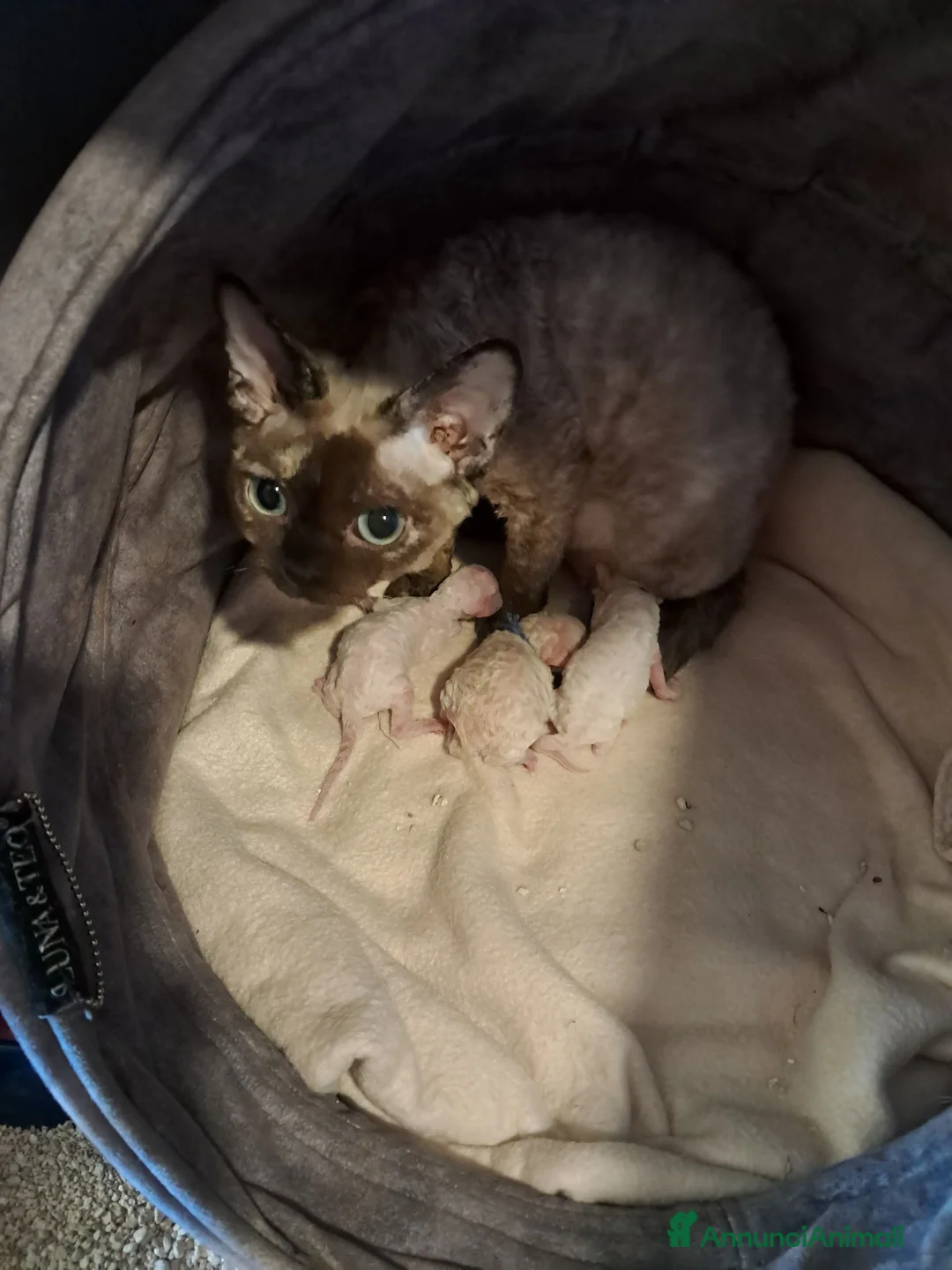 Devon Rex gatti in vendita: Devon rex red point  - Annuncio 1