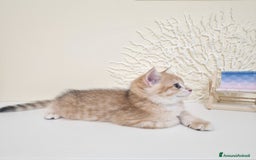British gatti in vendita: Cuccioli British Shorthair a Villafranca di Verona - Immagine 8