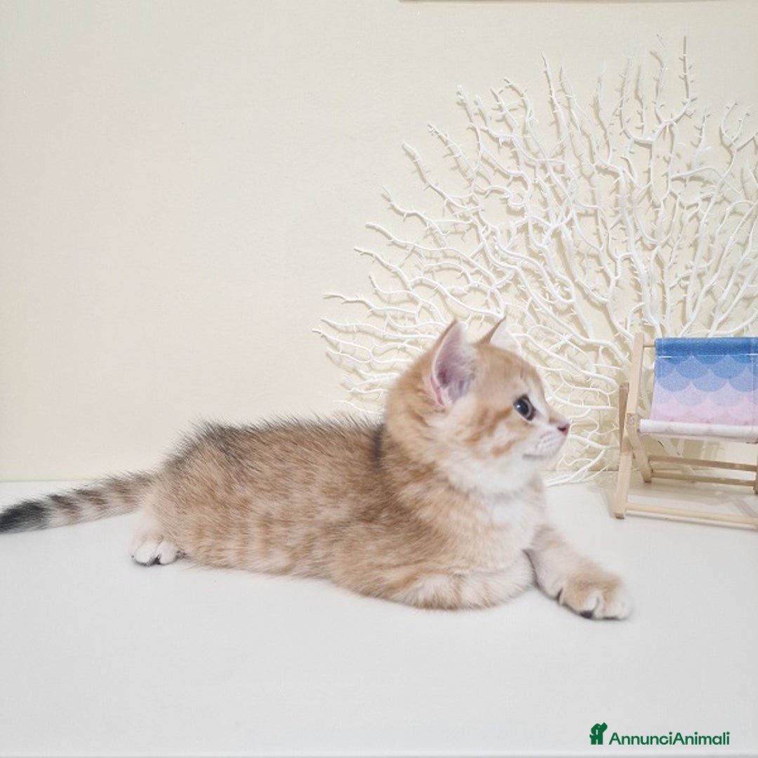 British gatti in vendita: Cuccioli British Shorthair a Villafranca di Verona - Immagine 8