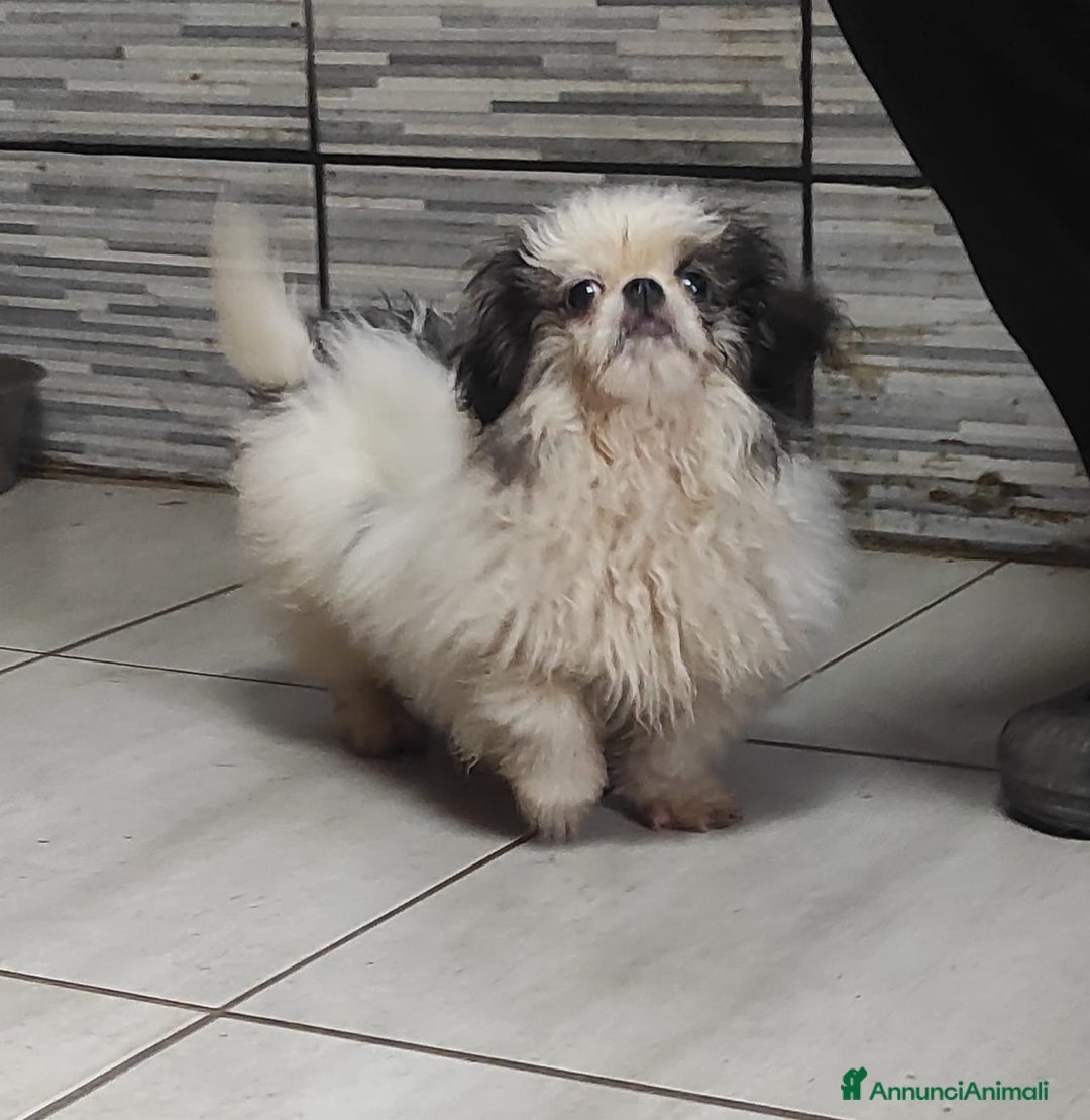 Pechinese cani in vendita: Pechinese a Province of Pavia - Annuncio 2