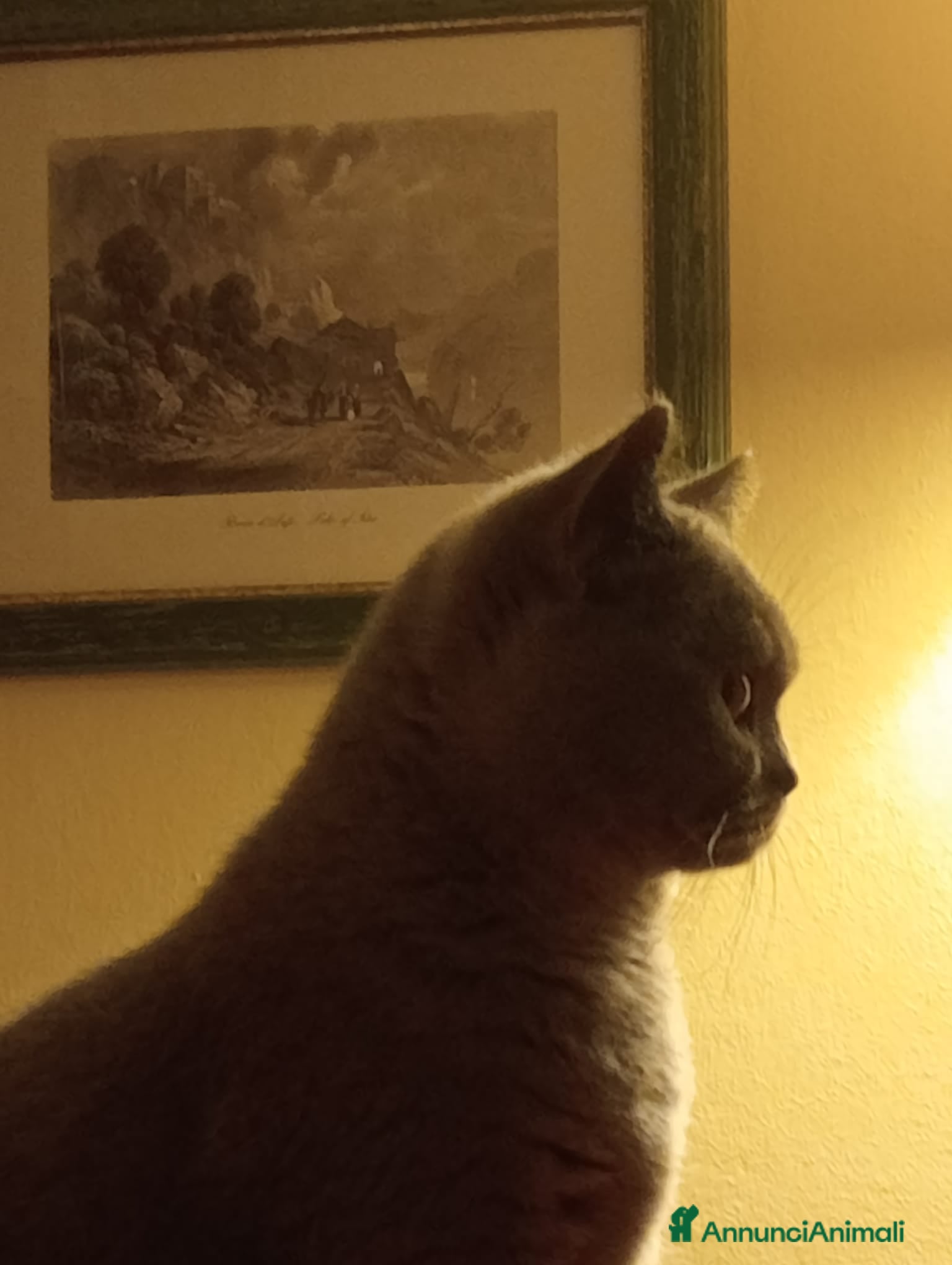 Scottish gatti Bellissimi Scottish Straight Blue e Blue Tabby - Annuncio 1