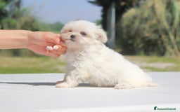 Maltese cani in vendita: Cuccioli di Maltese a Provincia di Pavia - Immagine 8