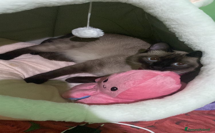 Siamese gatti a Provincia di Padova - Annuncio 4