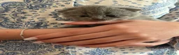 Scottish gatti in vendita: scottish gattini - Annuncio 6