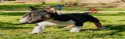 Bull Terrier Mini cani in vendita: Bull terrier miniature  a Provincia di Lucca - Annuncio 5