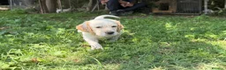 Setter Inglese cani in vendita: CUCCIOLI SETTER INGLESI - Annuncio 3