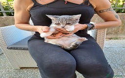 Europeo gatti in regalo: ❤️CI SIAMO ANCHE NOI - Immagine 3