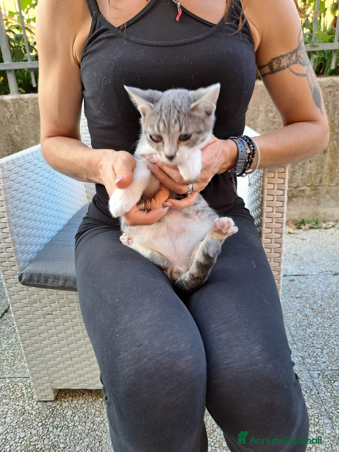 Europeo gatti in regalo: ❤️CI SIAMO ANCHE NOI - Immagine 3