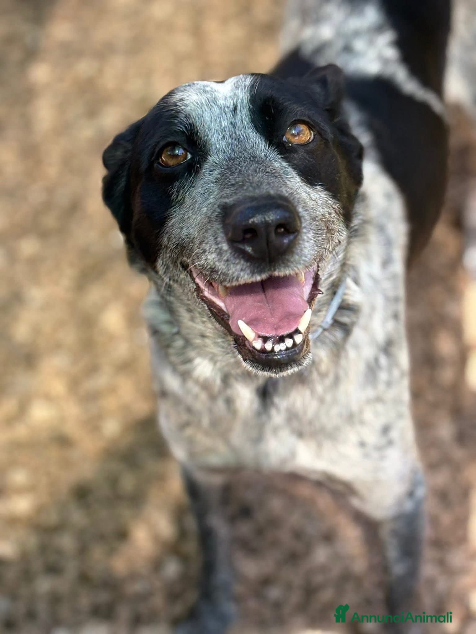 Altre razze cani Taglia media, 3 anni scarsi, dolce FLORA  - Annuncio 2